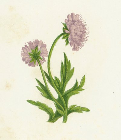 Feld-Witwenblume, Knautia Arvensis von English School