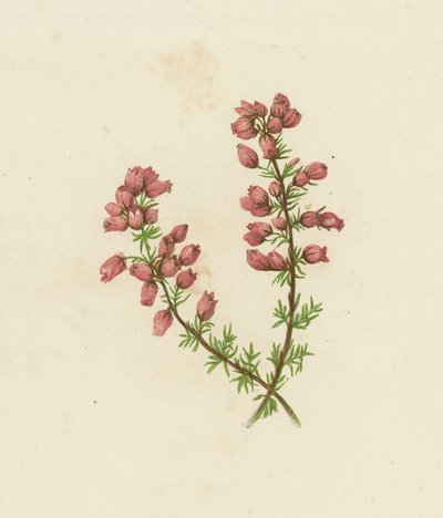 Glockenheide, Erica Cinerea von English School