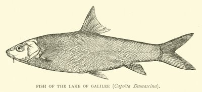 Fisch des Sees Genezareth, Capoeta Damascina von English School