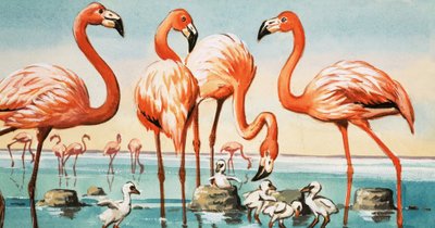 Flamingos von English School