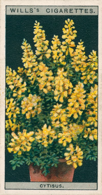 Blumenkultur in Töpfen: Cytisus oder Genista von English School