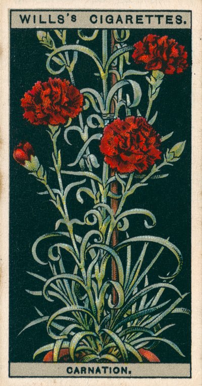 Blumenkultur in Töpfen: Immerblühende Nelke von English School