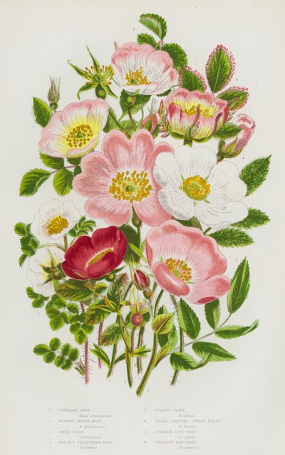 Blühende Pflanzen Großbritanniens: Zimt-Rose, Burnetblättrige Rose, Irische Rose, Stachelige Ungeöffnete Rose, Zottige Rose, Kleinblättrige Süßbriar, Gemeine Hundsrose, Kriechende Hundsrose von English School