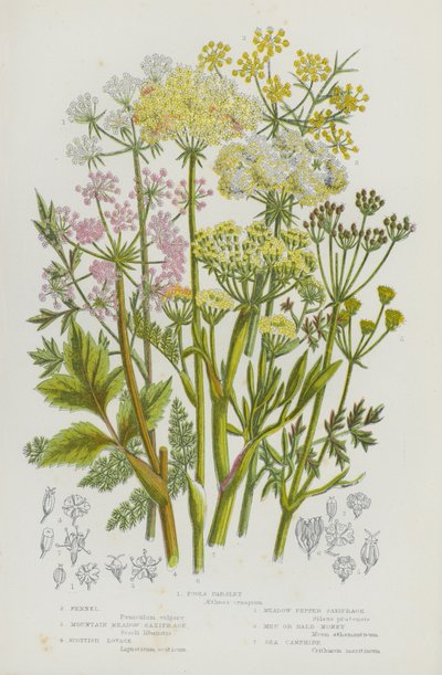 Blühende Pflanzen Großbritanniens: Hundspetersilie, Fenchel, Bergwiesen-Steinbrech, Schottischer Liebstöckel, Wiesen-Pfeffer-Steinbrech, Bald-Money, Meerkamille von English School