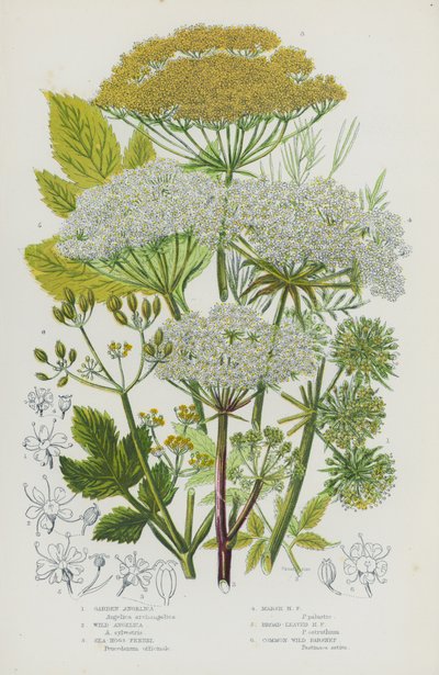 Blühende Pflanzen Großbritanniens: Garten-Engelwurz, Wilde Engelwurz, Meeresfenchel, Sumpffenchel, Breitblättriger Fenchel, Gemeine Wilde Pastinake von English School