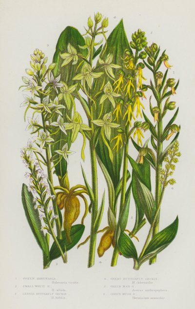 Blühende Pflanzen Großbritanniens: Grüne Hohlzunge, Kleine Weiße Hohlzunge, Kleine Schmetterlings-Knabenkraut, Große Schmetterlings-Knabenkraut, Grüne Männliche Orchis, Grüne Moschus-Orchis von English School
