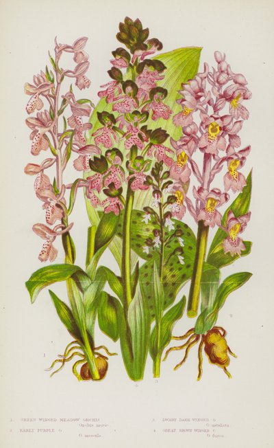 Blühende Pflanzen Großbritanniens: Grünflügelige Wiesenorchis, Frühe Purpurorchis, Zwergdunkelflügelige Orchis, Große Braunflügelige Orchis von English School
