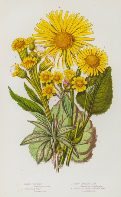 Blühende Pflanzen Großbritanniens: Sumpf-Flohblume, Feld-Flohblume, Großes Leopardenkraut, Wegerichblättriges Leopardenkraut von English School