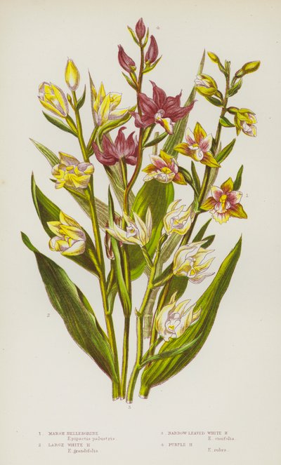 Blühende Pflanzen Großbritanniens: Sumpf-Helleborine, Große Weiße Helleborine, Schmalblättrige Weiße Helleborine, Purpur-Helleborine von English School