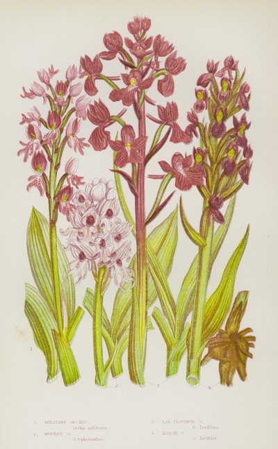 Blühende Pflanzen Großbritanniens: Militär-Orchis, Affen-Orchis, Lockerblütige Orchis, Sumpf-Orchis von English School