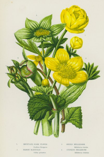 Blühende Pflanzen Großbritanniens: Berg-Goldblume, Sumpfdotterblume, Grüner Nieswurz, Stinkender Nieswurz von English School
