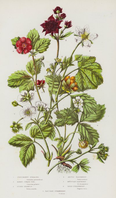 Blühende Pflanzen Großbritanniens: Kriechende Sibbaldia, Sumpf-Fingerkraut, Stein-Brombeere, Arktische Himbeere, Berg-Himbeere, Wald-Erdbeere, Hautboy-Erdbeere von English School