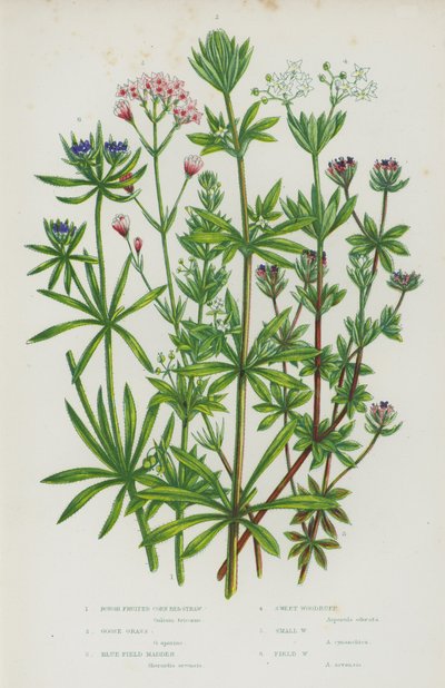 Blühende Pflanzen Großbritanniens: Rauhfrüchtiges Kornbettstroh, Klettenlabkraut, Blaues Feldröte, Waldmeister, Kleiner Waldmeister, Feldwaldmeister von English School