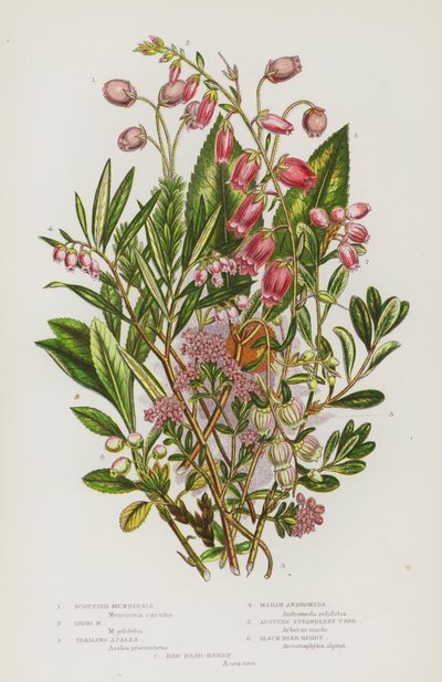 Blühende Pflanzen Großbritanniens: Schottische Menziesia, Irische Menziesia, Kriechende Azalee, Sumpf-Andromeda, Strenge Erdbeerbaum, Schwarze Bärentraube, Rote Bärentraube von English School