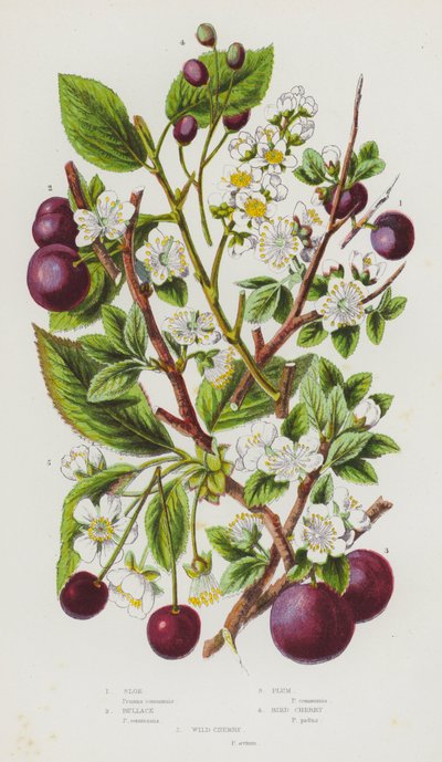 Blühende Pflanzen Großbritanniens: Schlehe, Wildpflaume, Pflaume, Traubenkirsche, Wildkirsche von English School