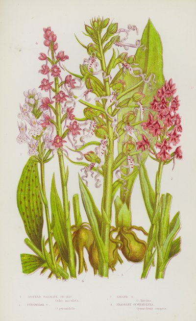 Blühende Pflanzen Großbritanniens: Gefleckte Palmenorchis, Pyramidenorchis, Eidechsenorchis, Duftende Gymnadenia (Farblithografie) von English School