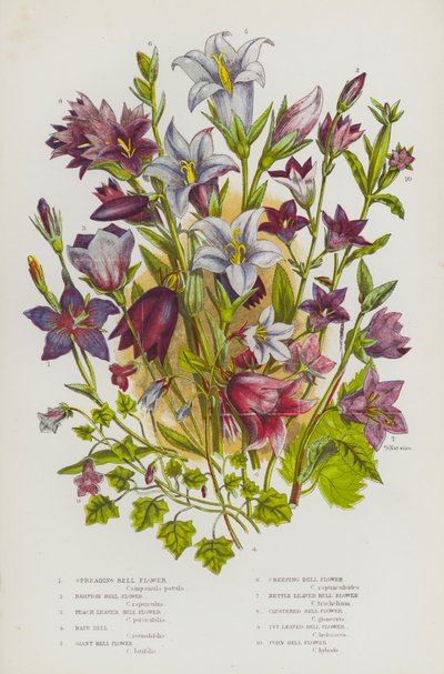 Blühende Pflanzen Großbritanniens: Breitblättrige Glockenblume, Rapunzel-Glockenblume, Pfirsichblättrige Glockenblume, Haar-Glockenblume, Riesen-Glockenblume, Kriechende Glockenblume, Brennnesselblättrige Glockenblume, Büschel-Glockenblume, Efeublättrige G von English School