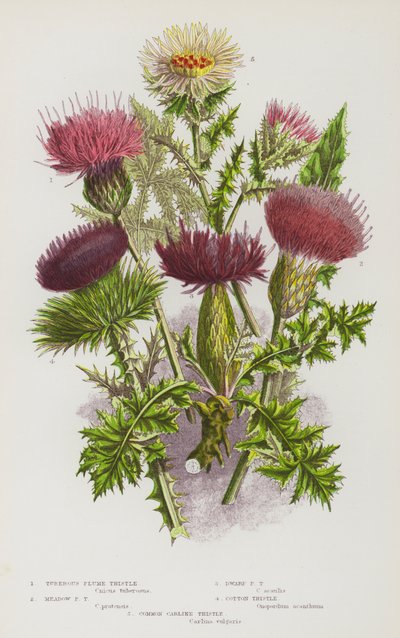 Blühende Pflanzen Großbritanniens: Knollige Kratzdistel, Wiesen-Kratzdistel, Zwerg-Kratzdistel, Eselsdistel, Golddistel von English School