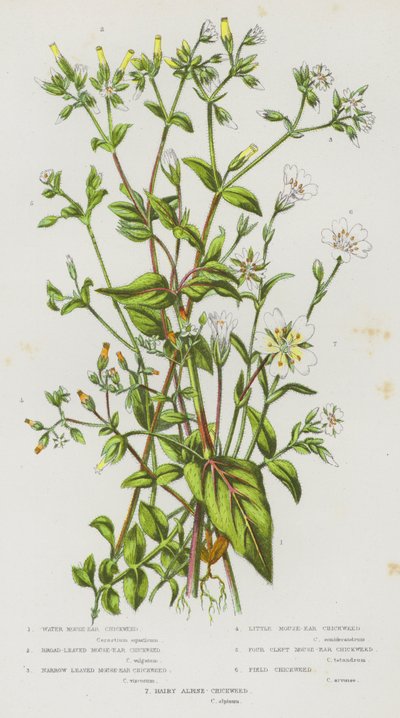 Blühende Pflanzen Großbritanniens: Wasser-Mausohr, Breitblättriges Mausohr, Schmalblättriges Mausohr, Kleines Mausohr, Viergespaltenes Mausohr, Feld-Mausohr, Haariges Alpines Mausohr von English School