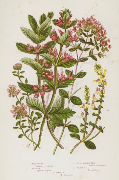 Blühende Pflanzen Großbritanniens: Wilder Thymian, Majoran, Wald-Gamander, Wasser-Gamander, Mauer-Gamander von English School