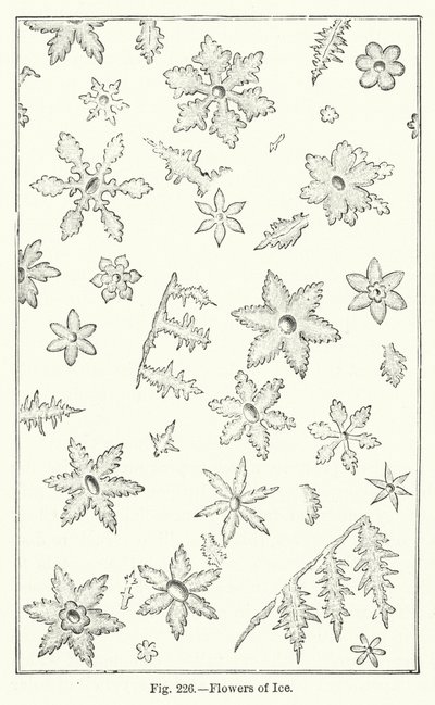 Eisblumen (Gravur) von English School