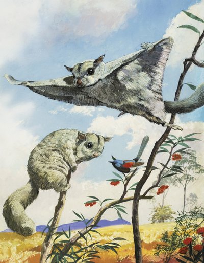 Fliegende Eichhörnchen von English School
