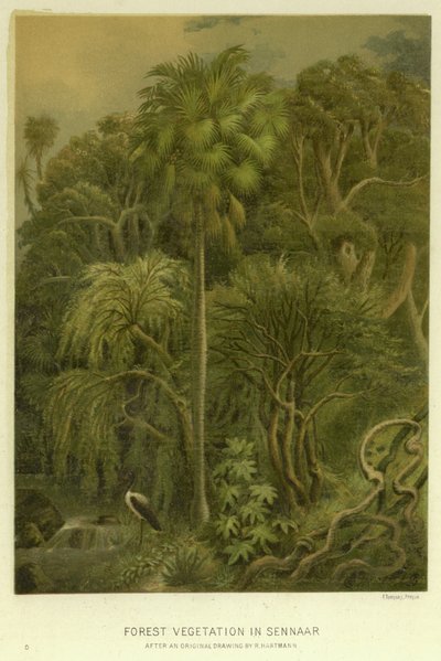 Waldvegetation in Sennaar von English School