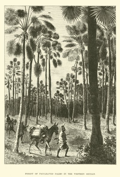 Wald von Fächerpalmen im Westsudan von English School