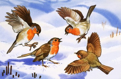 Vier Rotkehlchen im Schnee von English School