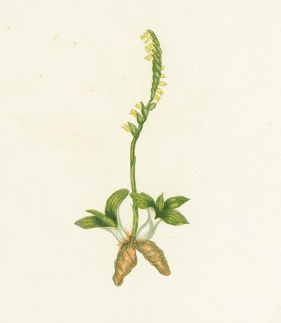 Duftende Spiranthes, Neottia Spiralis von English School