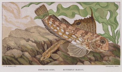 Gefleckter Grundel, Schmetterlings-Schleimfisch von English School