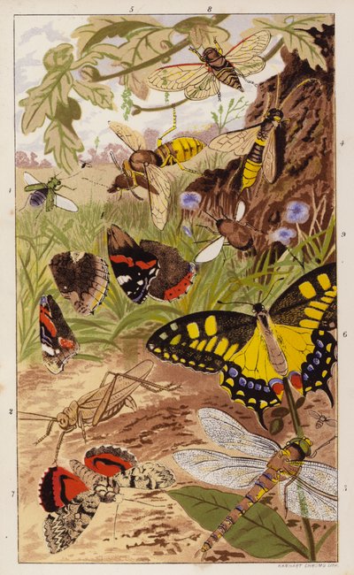 Frontispiz für Insekten zu Hause von J. G. Wood von English School