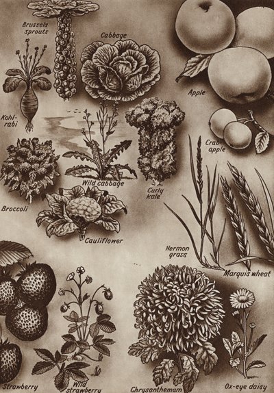 Früchte, Gemüse und Blumen und die wilden Sorten, aus denen sie kultiviert wurden von English School