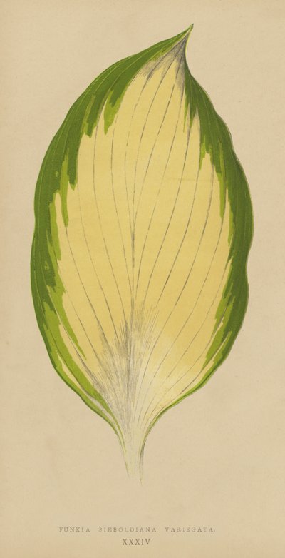 Funkia Sieboldiana Variegata von English School