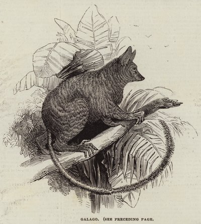 Galago (Stich) von English School
