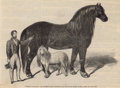 General Washington, das Mammutpferd von English School