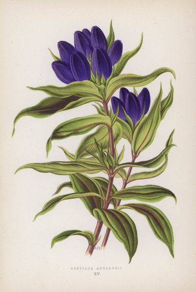 Gentiana Andrewsii von English School