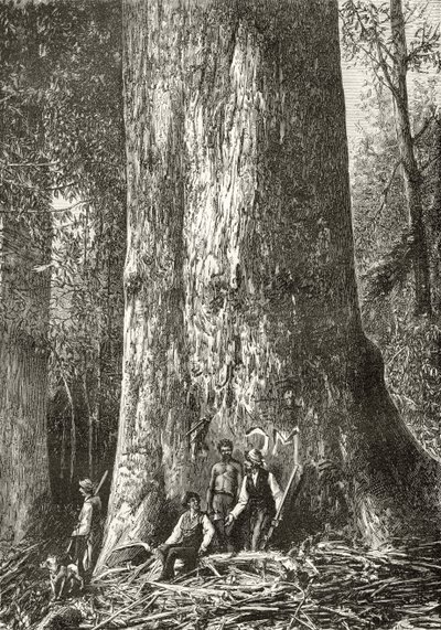 Riesengummibaum, ca. 1880, aus 
