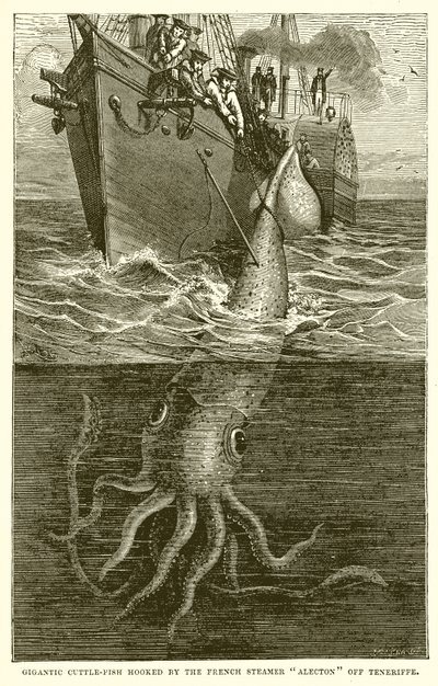 Riesiger Tintenfisch, gefangen vom französischen Dampfer Alecton vor Teneriffa von English School