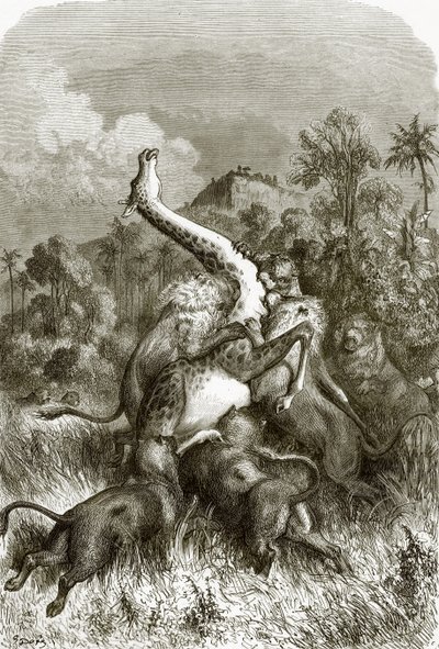 Giraffe und Löwen von English School