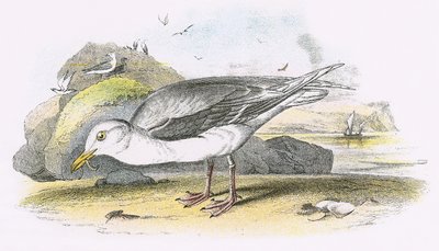 Eismöwe von English School
