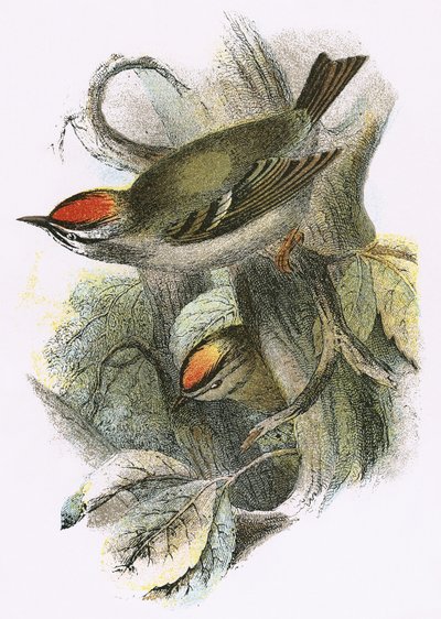 Wintergoldhähnchen (unten) und Sommergoldhähnchen (oben) von English School
