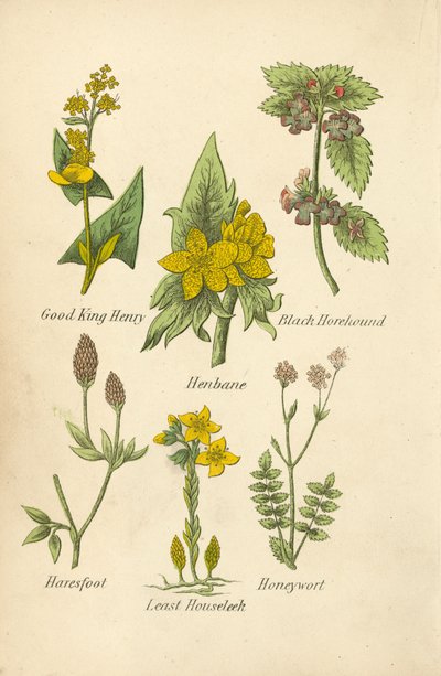 Guter König Heinrich, Bilsenkraut, Schwarzer Hohlzahn, Hasenfuß, Kleinste Hauswurz, Honigkraut von English School