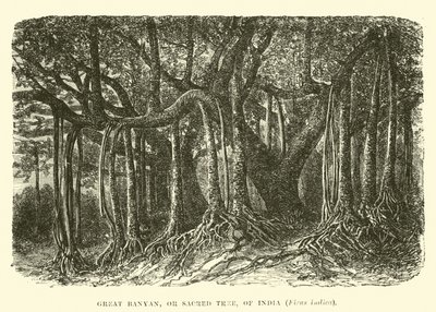 Großer Banyan- oder Heiliger Baum von Indien, Ficus indica von English School