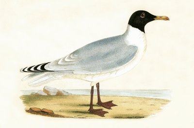 Großkopfmöwe, Illustration aus 