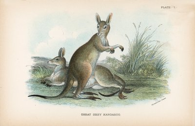 Großer Grauer Känguru von English School