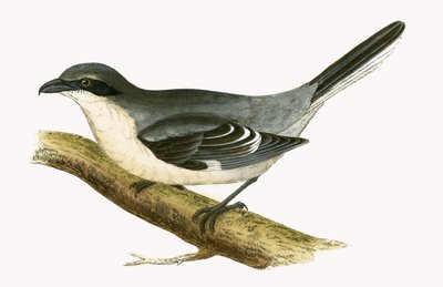 Raubwürger, Illustration aus 