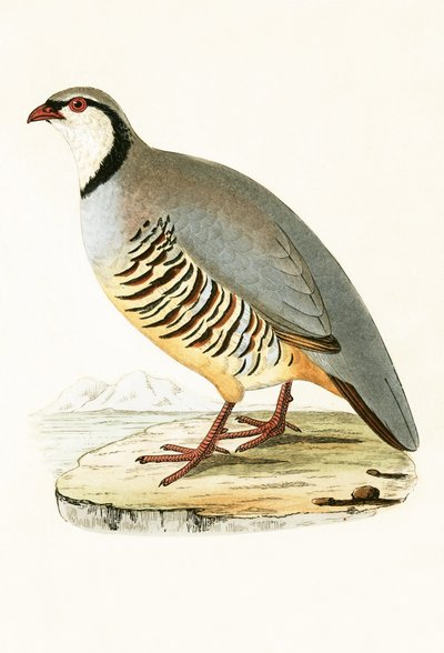 Griechisches Rebhuhn, Illustration aus 