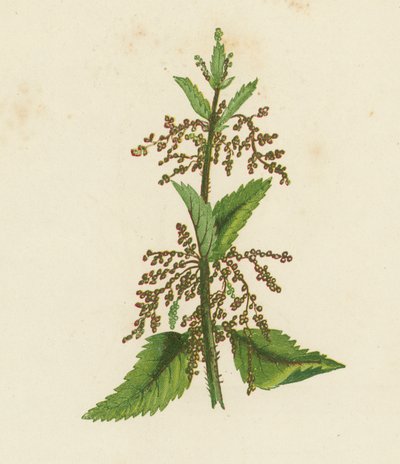 Große Brennnessel, Urtica Dioica von English School