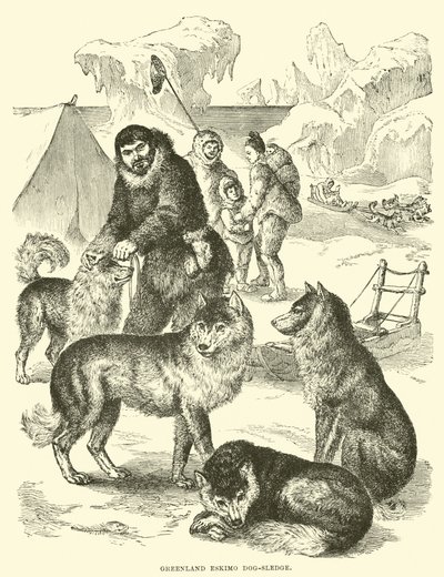 Grönländischer Eskimo-Hundeschlitten von English School